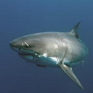 GW Shark